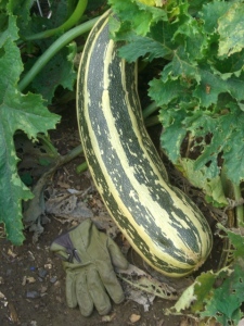 giant courgette
