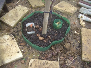 Jupiter apple tree top-dressed and re-mulched