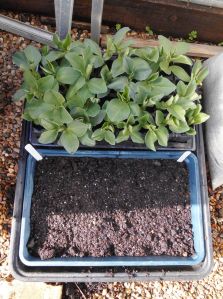 broad beans and leek seedlings