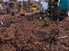 mulched currant