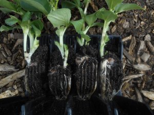 broad bean root development